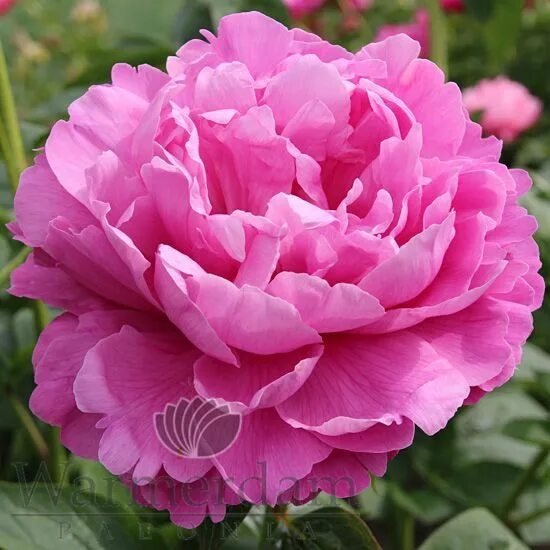 Пион юлиска фото и описание Warmerdam Paeonia - Pioenen Pioenrozen Peonies Pivoines Peonia Pfingstrosen Paeo