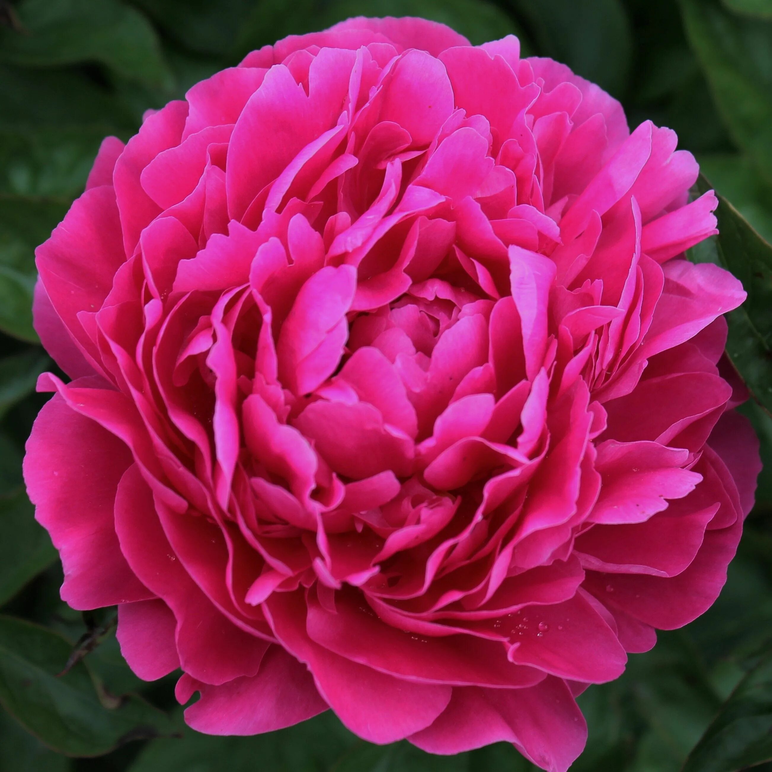 Пион юлиска фото и описание Peony 'Shawnee Rose' Peonies, Macro photography flowers, Peonies garden