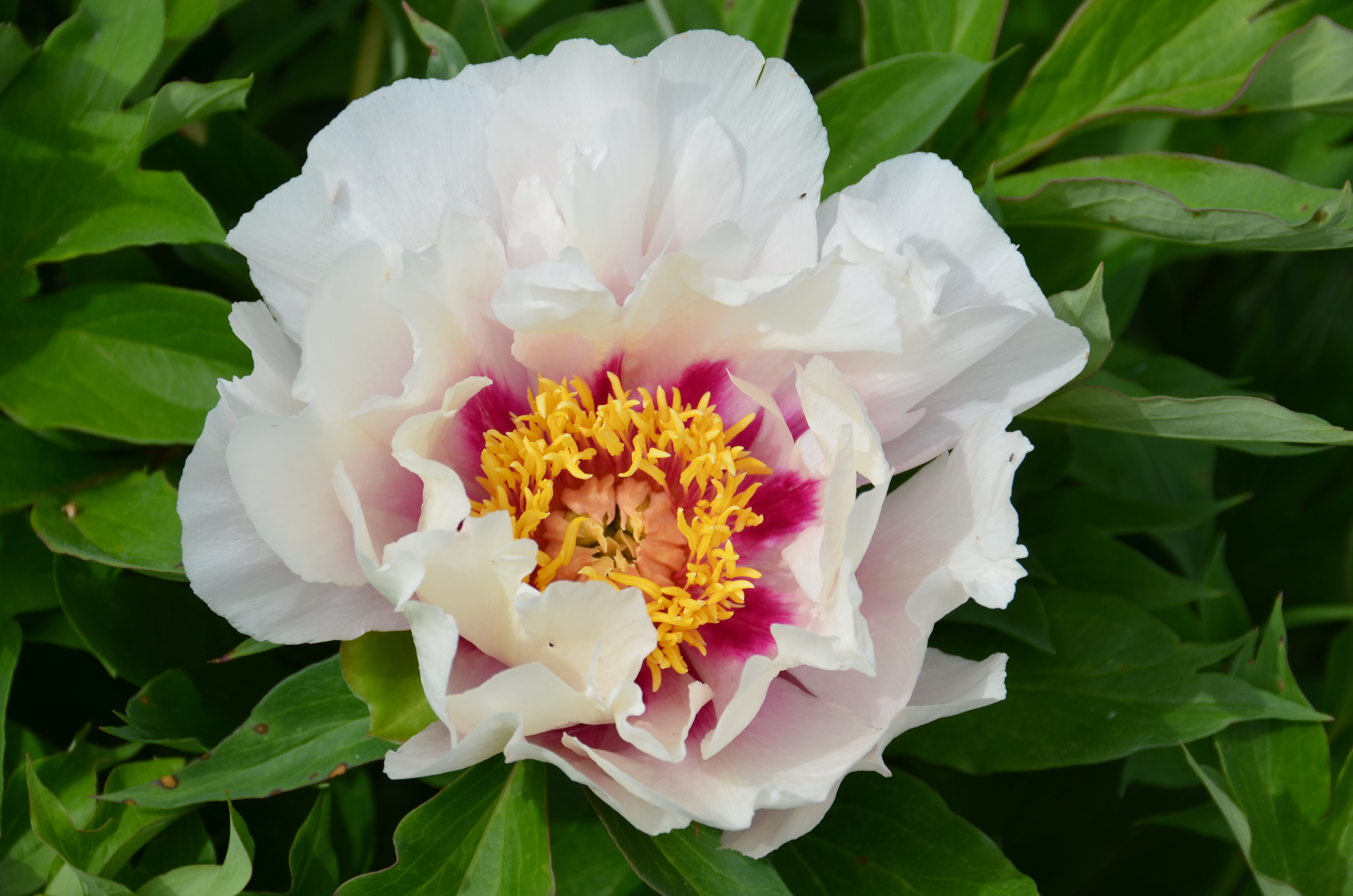 Пион юник фото File:Paeonia 'Cora Louise' 5 2021 Itoh- (51207597183).jpg - Wikimedia Commons