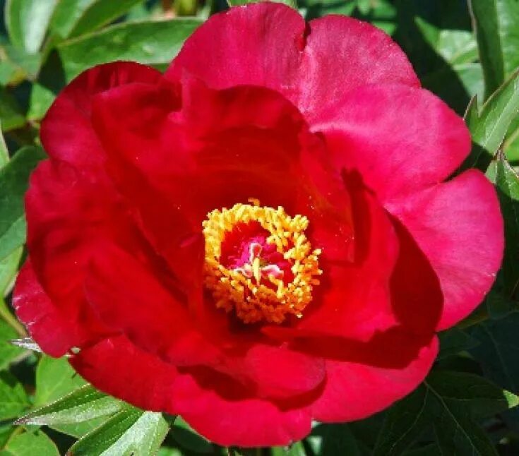 Пион юник фото Paeonia 'Sonoma Velvet Ruby' Peonies, Flowers, Pretty flowers