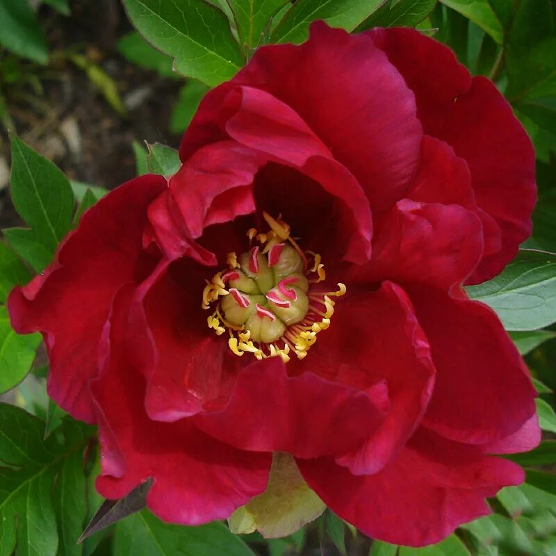 Пион юник фото Пион ИТО гибрид ЮНИК (Paeonia Itoh UNIQUE) / Садовый центр Селятино