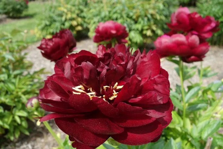 Пион юник фото Beautiful Peony Varieties for Home and Garden Peonies garden, Unique garden deco