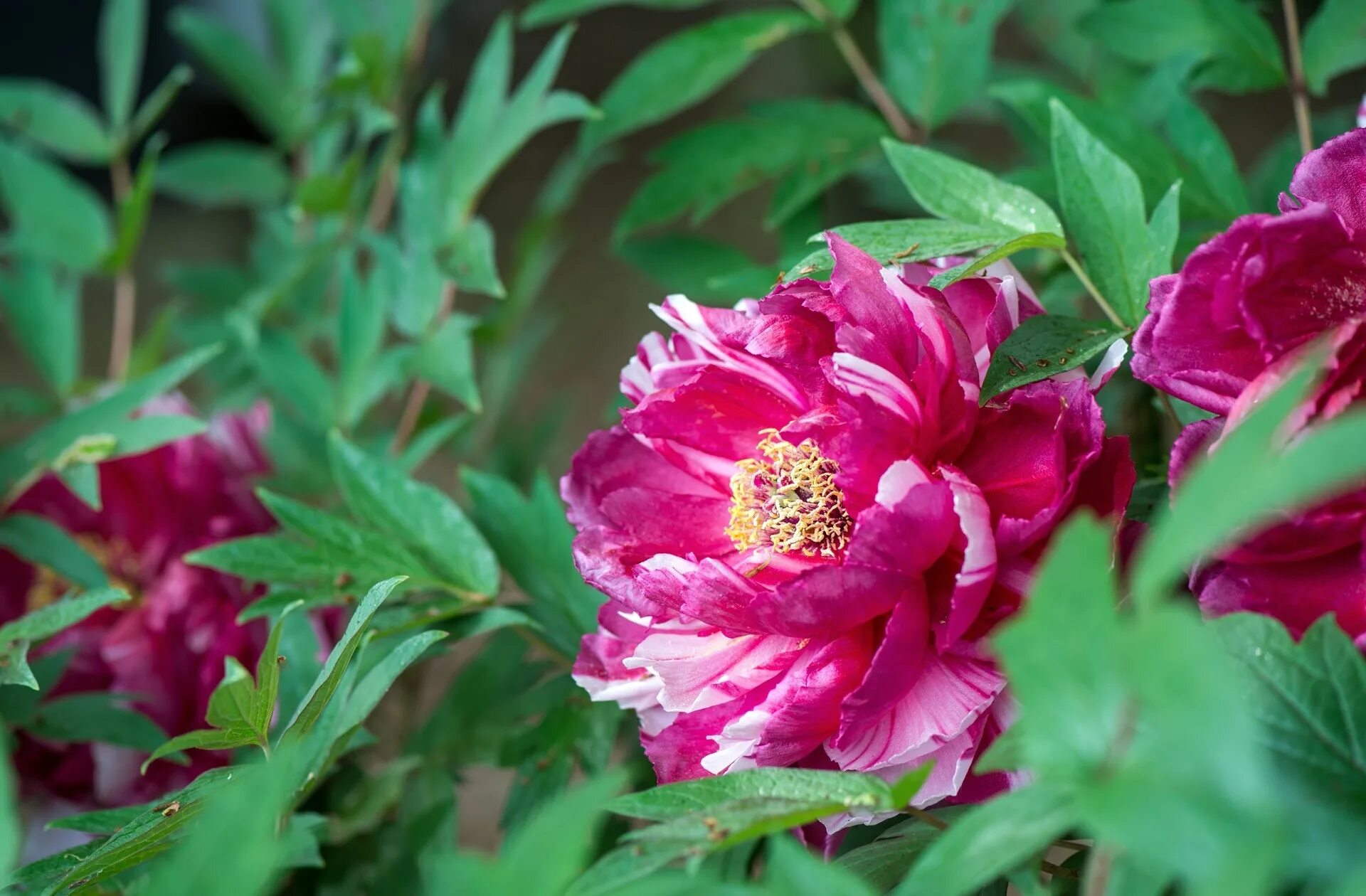 Пион юник фото Peony Wallpaper - Resolution:1920x1260 - ID:1111503 - wallha.com