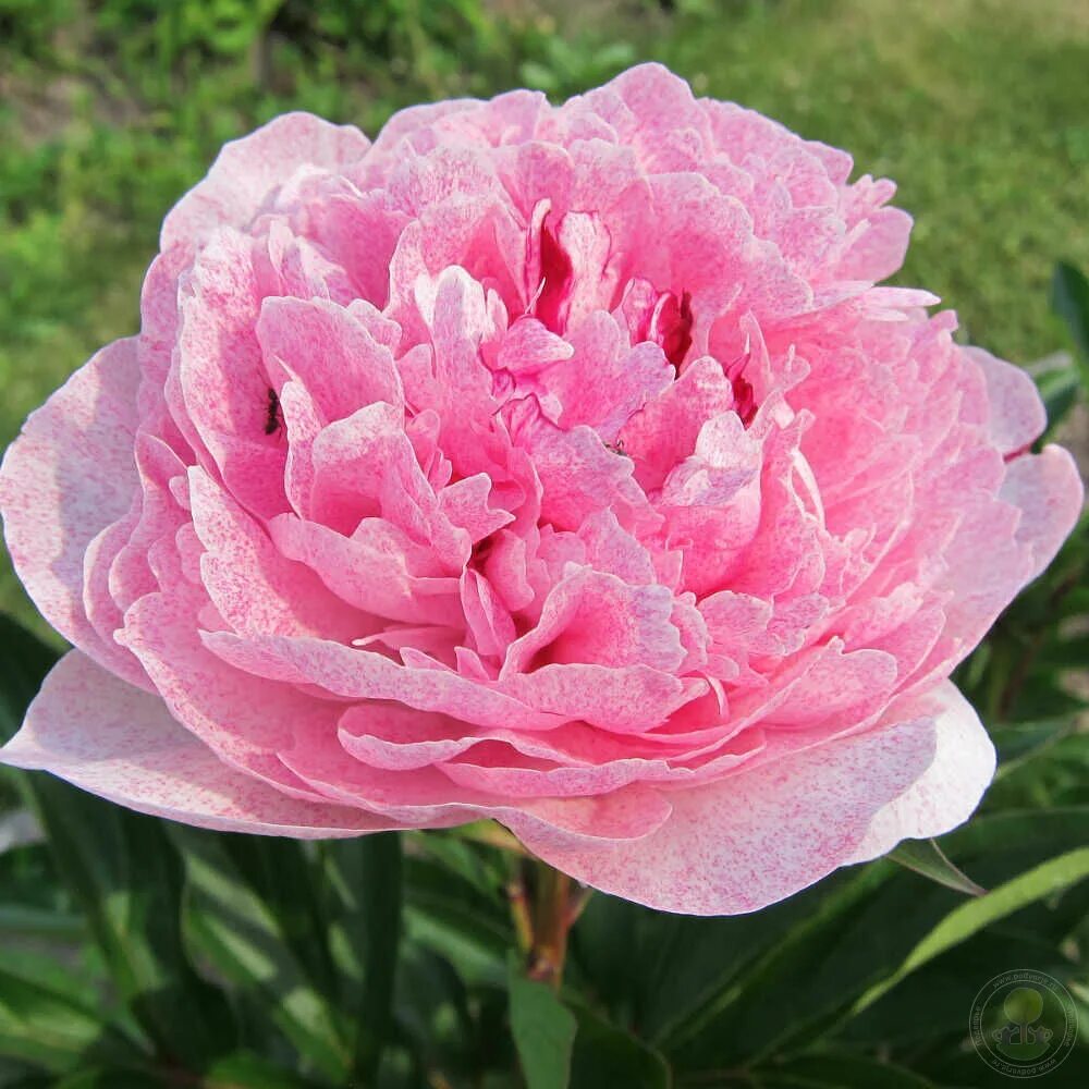 Пион зе фаун фото Пион Зе Фаун (Paeonia The Fawn) купить в Москве по низкой цене из питомника, дос