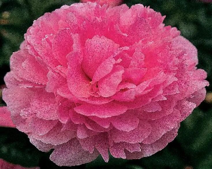 Пион зе фаун фото Pin on Peonies