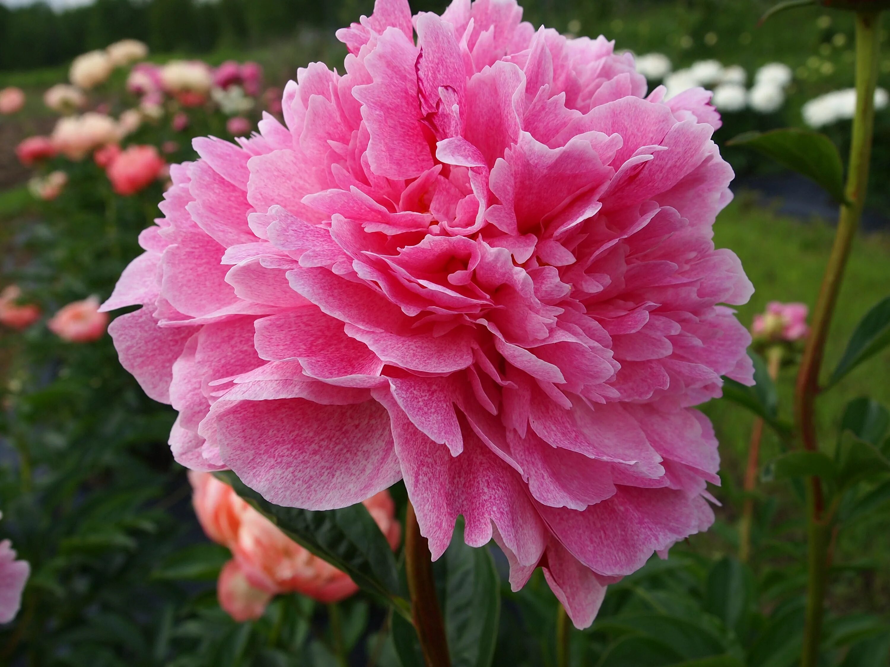 Пион зе фаун фото "The Fawn" peony