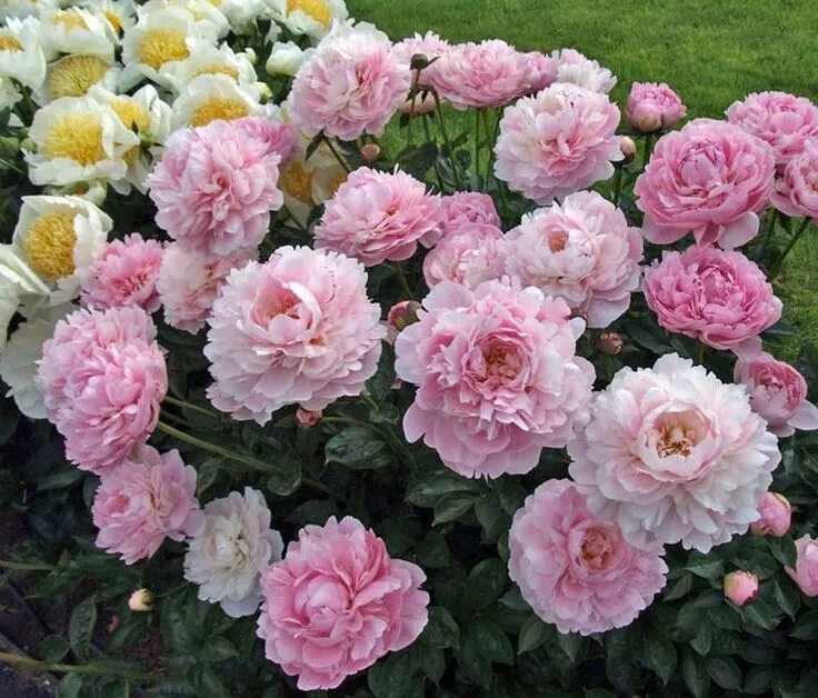 Пион зе фаун фото Coltivazione delle peonie - Peonie - Come coltivare le peonie Peonie, Peonie gia