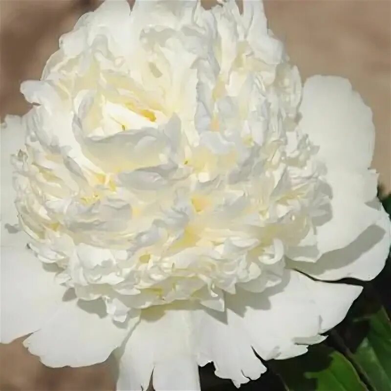 Пион зефир фото и описание peony Marshmallow Tart Peonies, Amazing flowers, Song sparrow