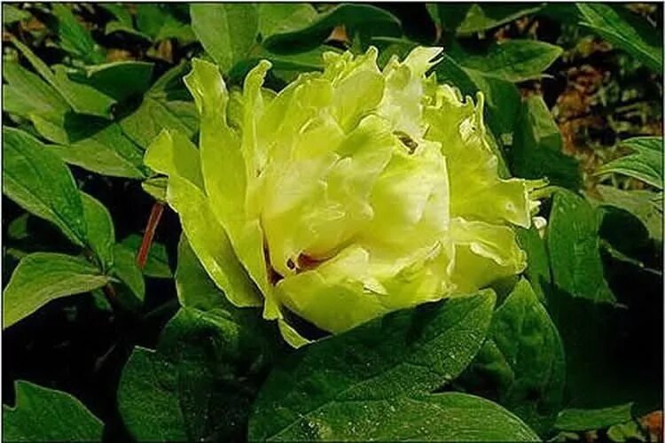 Пион зеленые бобы фото и описание Пион древовидный сорт Зеленые Бобы ( Green Bean