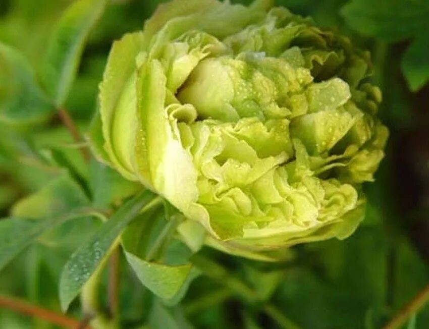 Пион зеленые бобы фото и описание Luoyang Tree Peony - China Tree Peony and Luoyang