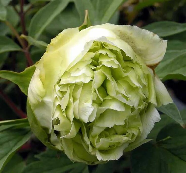 Пион зеленые бобы фото и описание отзывы Lu Xiang Qiu Fragrant Tree Peony Flower seeds, Tree seeds, Peonies