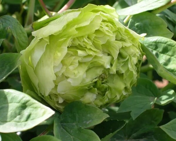 Пион зеленые бобы фото и описание отзывы Wow! This Dou Lu tree peony looks like a big cabbage but doesn't smell like one.