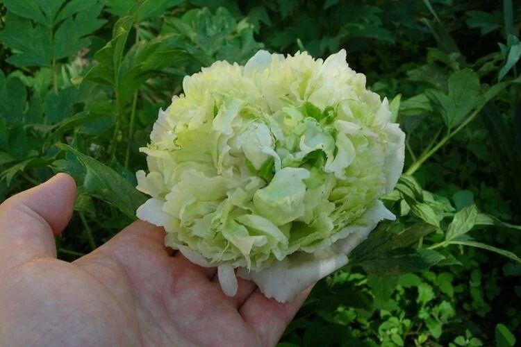 Пион зеленые бобы фото и описание отзывы Древовидные пионы (70 фото): сорта, правильный уход и выращивание