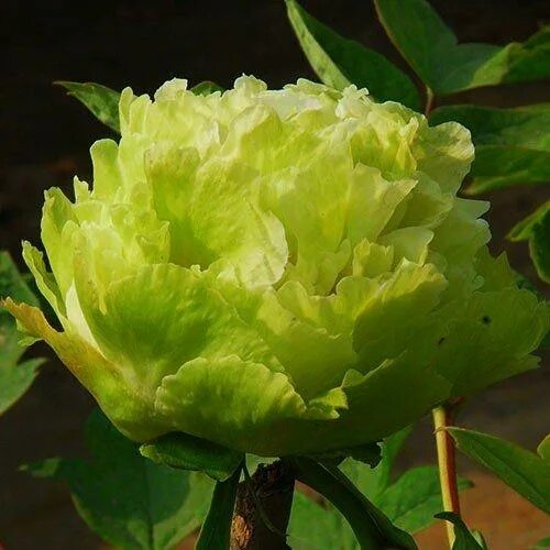 Пион зеленый шар фото Купити Пион Green Jade Lu Mu Ying Yu древовидный (саженцы) в Чернівецька область