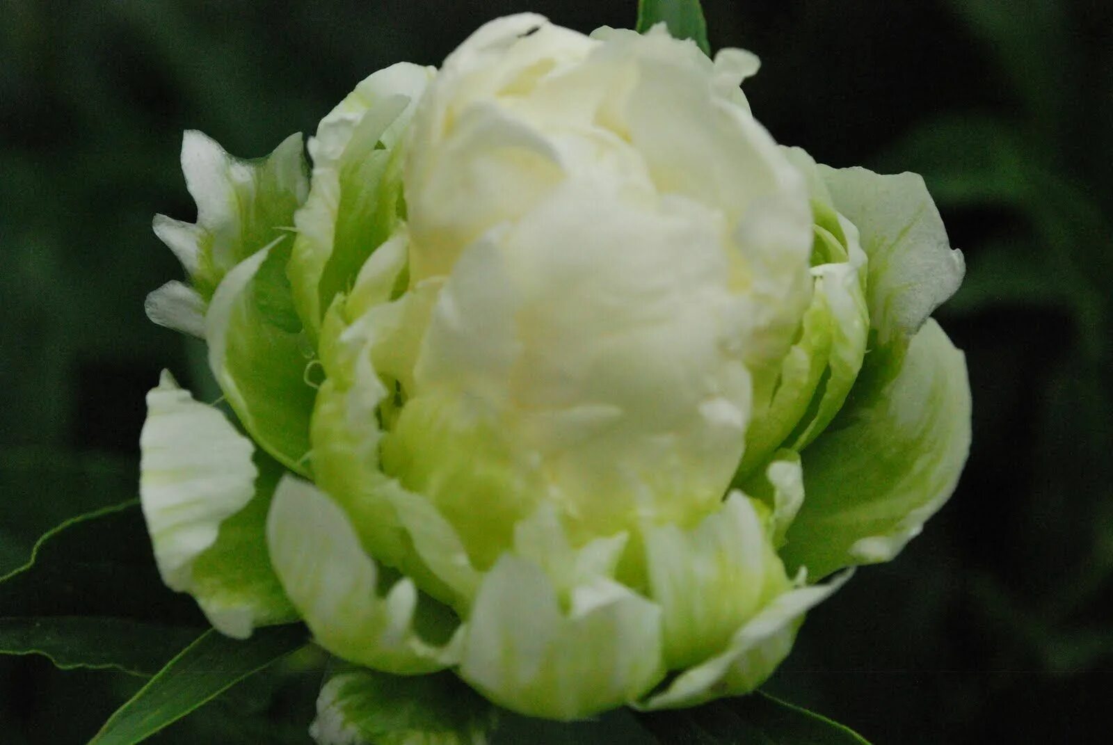Пион зеленый шар фото Green halo peony Peonies, Garden elements, Peony bush