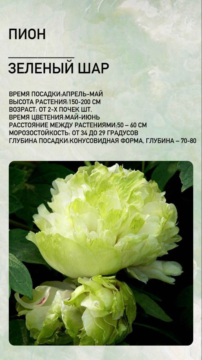 Пион зеленый шар фото и описание Корни,1шт - купить с доставкой по выгодным ценам в интернет-магазине OZON (94883