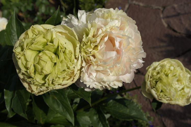 Пион зеленый шар фото и описание Древовидные пионы (70 фото): сорта, правильный уход и выращивание