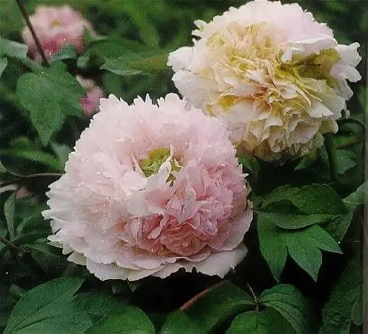 Пион зеленый шар фото и описание Green peony Hong Ball Peony flower, Flowers, Peonies