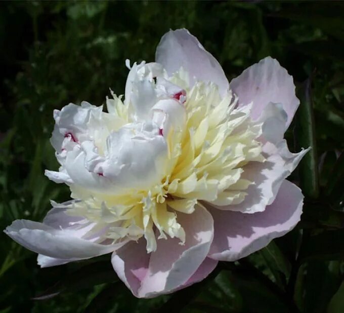 Пион жанно фото Jeanne d'Arc - Pink Double Peony/ Paeonia lactiflora Peonies, Paeonia lactiflora