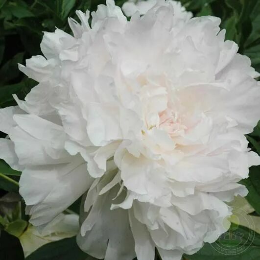 Пион жанно фото Пион Жанно (Paeonia Jeannot) купить в Москве по низкой цене из питомника, достав