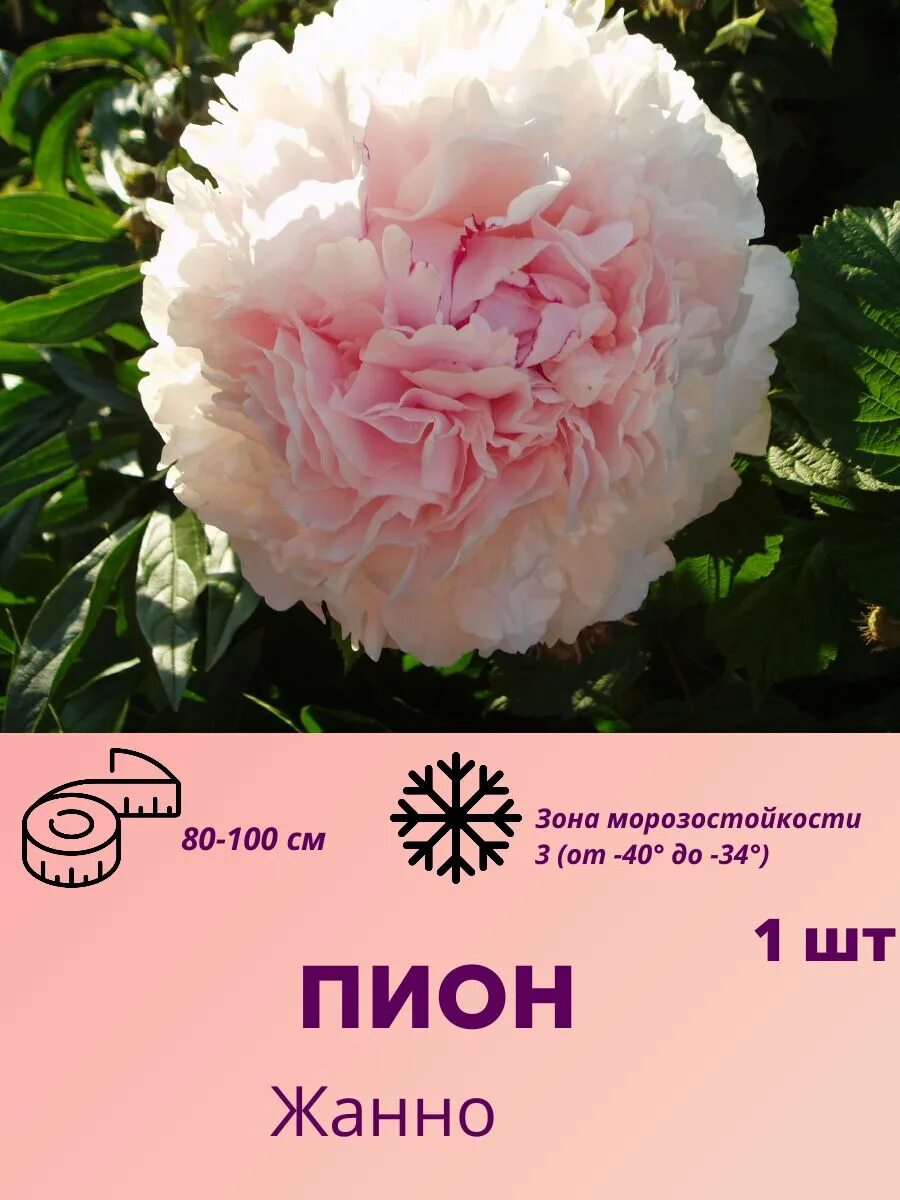 Пион жанно фото Пионы Пион1шт_Жанно - купить по выгодным ценам в интернет-магазине OZON (1553738