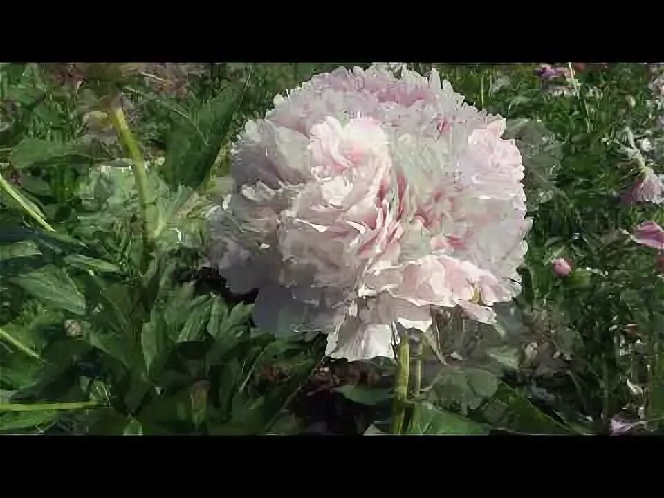 Пион жанно фото и описание Пион ЖАННО / Paeonia JEANNOT: ОБЗОР, ОПИСАНИЕ, ЦВЕТЕНИЕ, ОТЗЫВ - YouTube