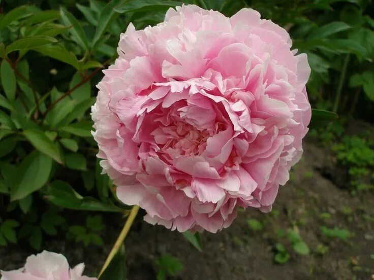 Пион жанно фото и описание Pin by sevinj ad on Flower Flowers, Peonies, Rose