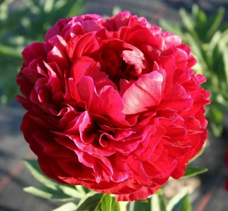 Пион жано фото и описание Купить Пион Молочноцветковый Henry Bockstoce - Пион - GardenPlants