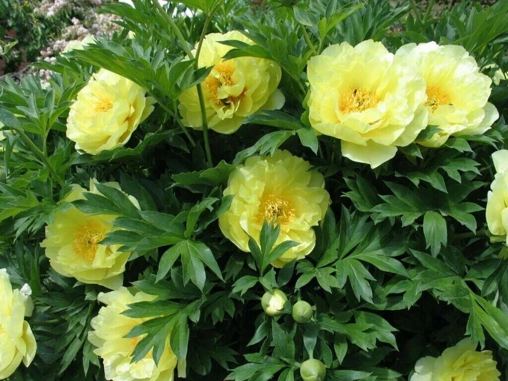 Пион желтый бартзелла фото Купить Пион Ито-гибрид Бартзелла/Paeonia Itoh Bartzella с доставкой в Подмосковь