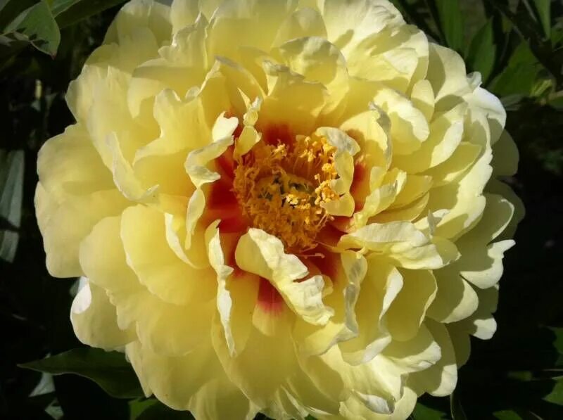 Пион желтый бартзелла фото Пион ИТО гибрид Бартцелла/Paeonia Itoh-hybrid Bartzella С5 - Пион/Paeonia купить