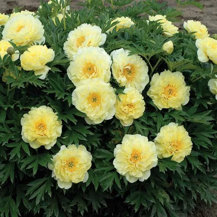 Пион желтый бартзелла фото Пионы Бартзелла - Paeonia Bartzella