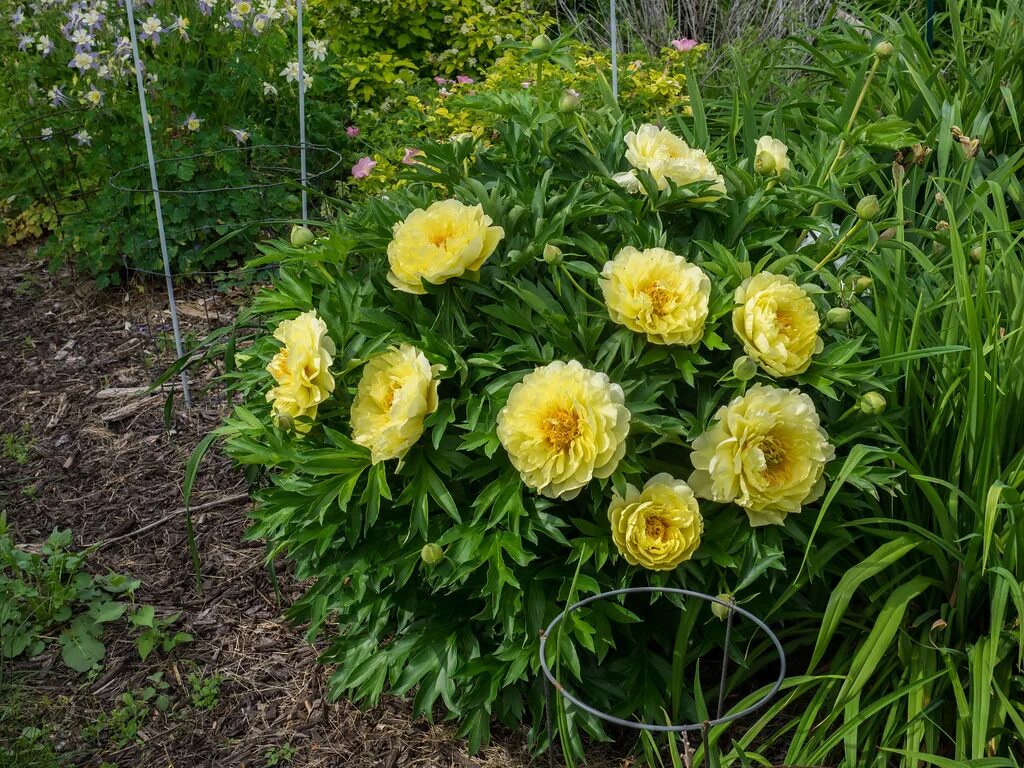 Пион желтый бартзелла фото Paeonia x (Itoh) 'Bartzella', 2015 "Paeonia x (Itoh) 'Bart. Flickr