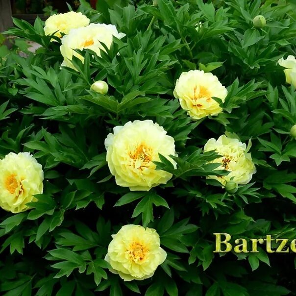 Пион желтый бартзелла фото Famous Bartzell ! 1000 rubles! 3-5 kidneys ! Pion-ITO Bartazella - abundantly bl
