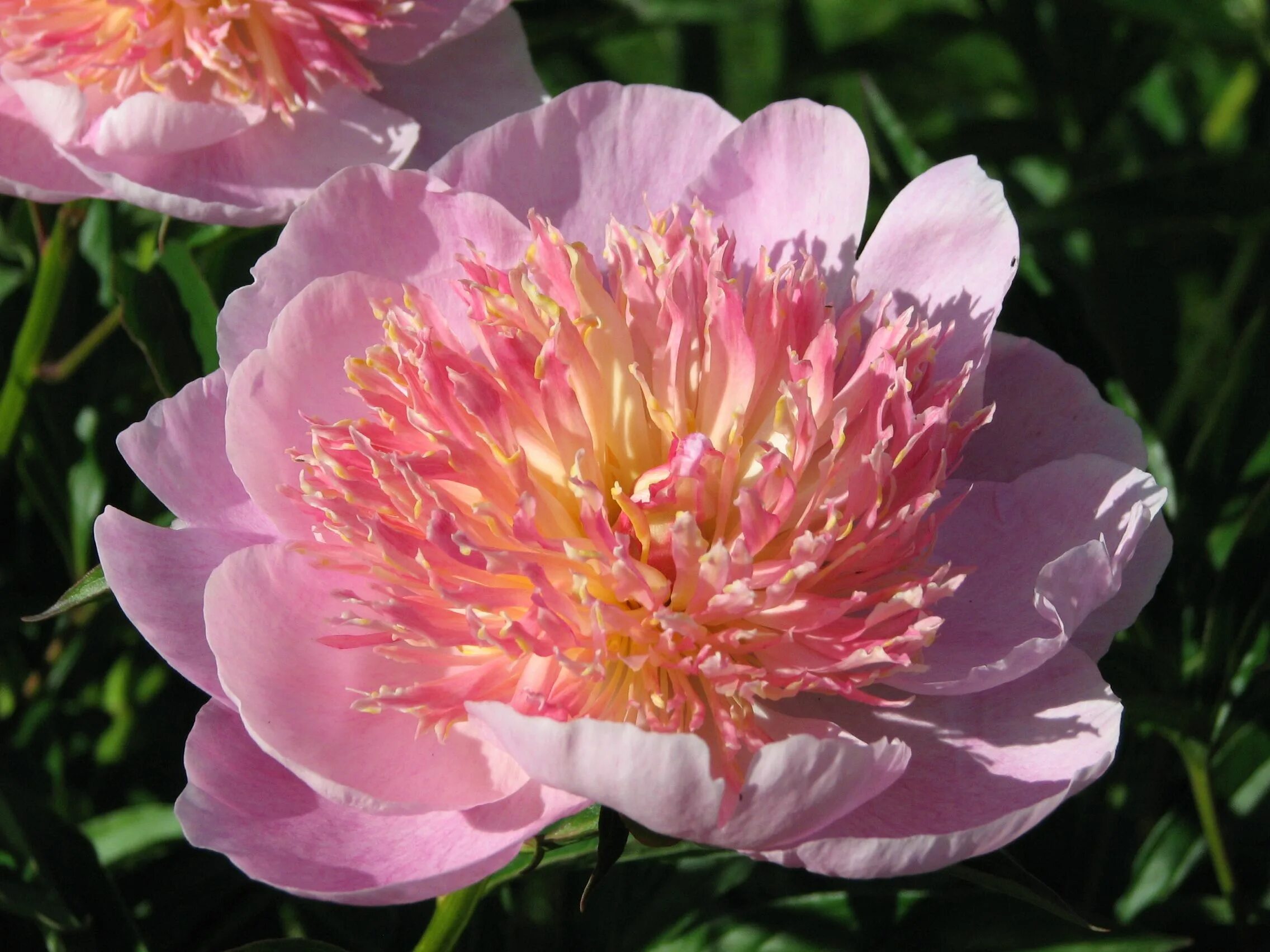 Пион жемчужина фото Paeonia hybrid 'ZZ Top'. 32" Midseason. Ukrainalainen pionihybridi, virallinen n