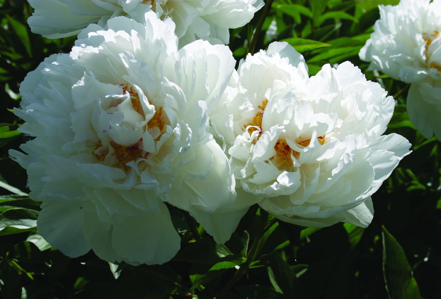 Пион жемчужина фото Luktpion Paeonia lactiflora 'Couronne d`Or' Sveriges Trädgårdsmästare