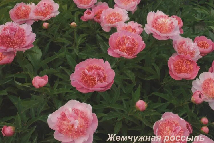 Пион жемчужная россыпь фото Пион Жемчужная Россыпь: Искристая Красота Эко-фокус Фотогалерея природы на dia-l