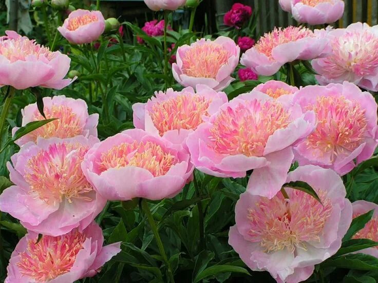 Пион жемчужная россыпь фото и описание Pin by Avrtatiana on Flowers Flowers, Peonies, Rose