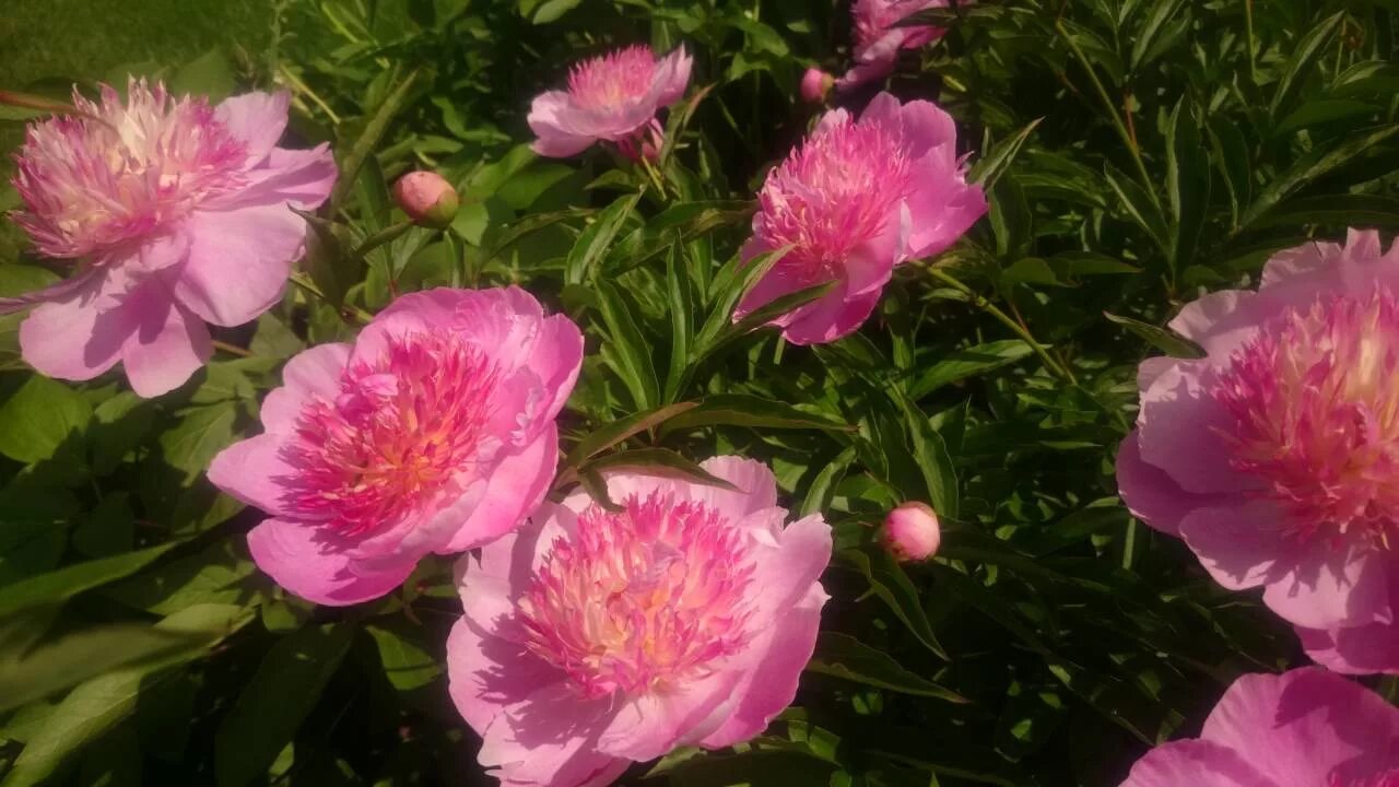 Пион жемчужная россыпь фото и описание отзывы Paeonia Жемчужная Россыпь - YouTube