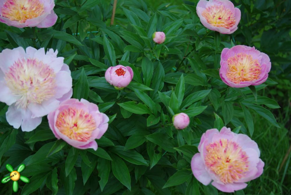 Пион жемчужный фото и описание Пион травянистый 'Жемчужная россыпь' / Paeonia 'Zhemchuzhnaya Rossyp'