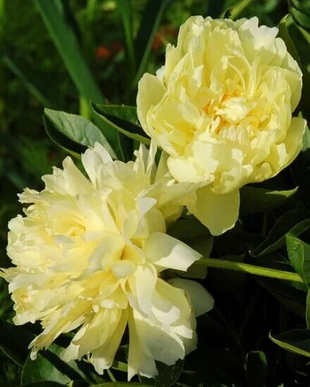 Пион золотая фото и описание Саженец травянистого пиона Золотая Колесница Paeonia herbaceous Huang Jin Lun . 
