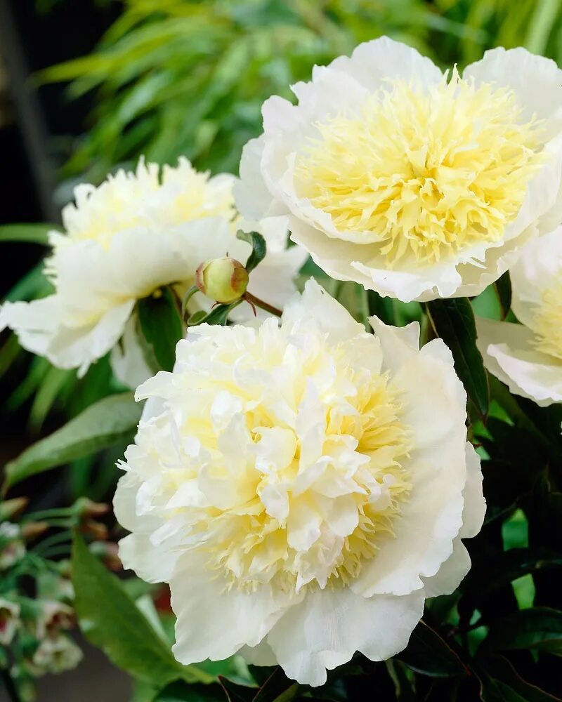 Пион золотая фото и описание Paeonia 'Honey Gold' - Садовые ноты
