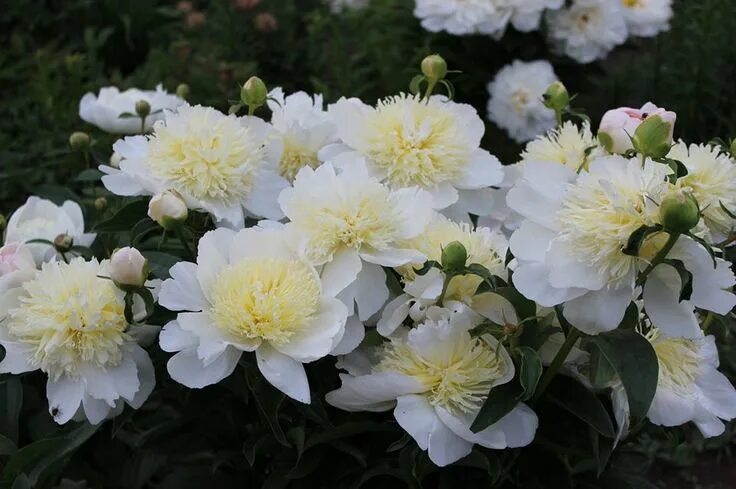 Пион золотая фото и описание Paeonia lactiflora 'Honey Gold' Цветы, Пионы