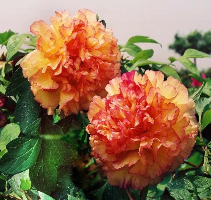 Пион золотая россыпь фото и описание WINTER SALE - Tree Peony - Paeonia suffruticosa 'Jin Ge' - Golden Temple Цветы, 