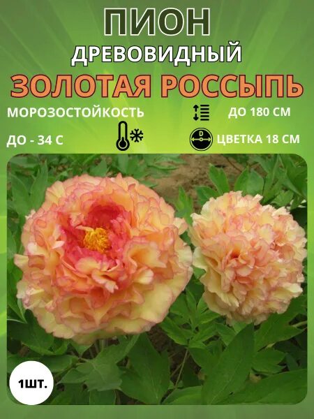 Пион золотая россыпь фото и описание Клубни Пионы Russian Garden купить по выгодной цене в интернет-магазине OZON (14