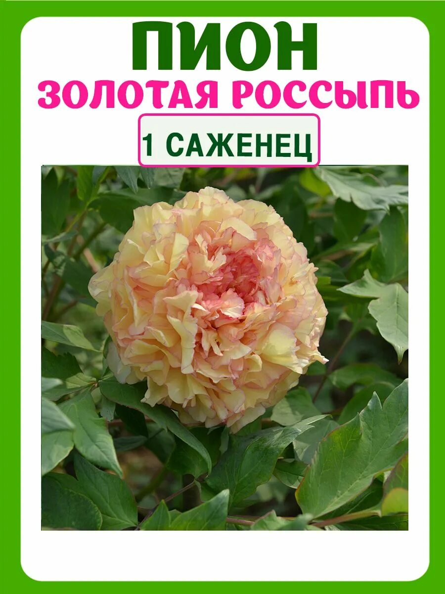 Пион золотая россыпь фото и описание Саженец Пион древовидный Золотая Россыпь Планета Лета 200345266 купить в интерне