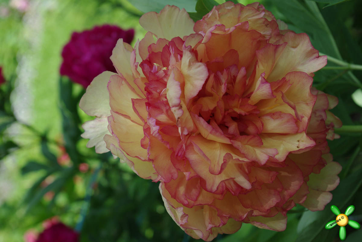 Пион золотая россыпь фото и описание Пион древовидный 'Золотые лепестки' / Paeonia 'Zolotie Lepestky'