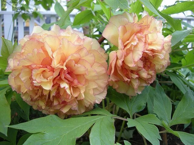 Пион золотая россыпь фото и описание отзывы Golden Tree Peony - "Kinkaku" Flowers, Planting peonies, Beautiful flowers