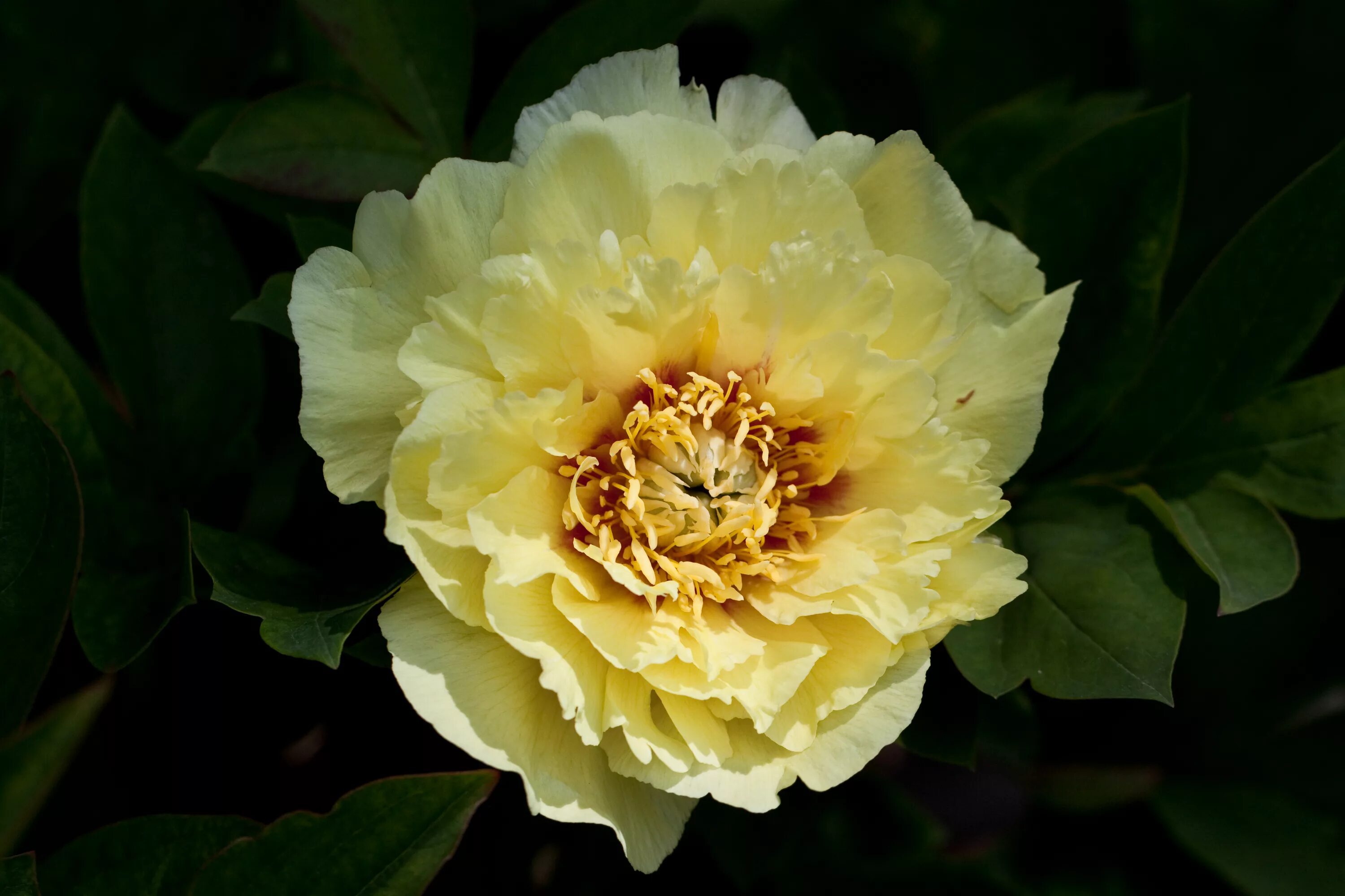 Пион золото поднебесной фото File:Herbaceous peony "Oriental Gold" - Flickr - nekonomania (1).jpg - Wikimedia