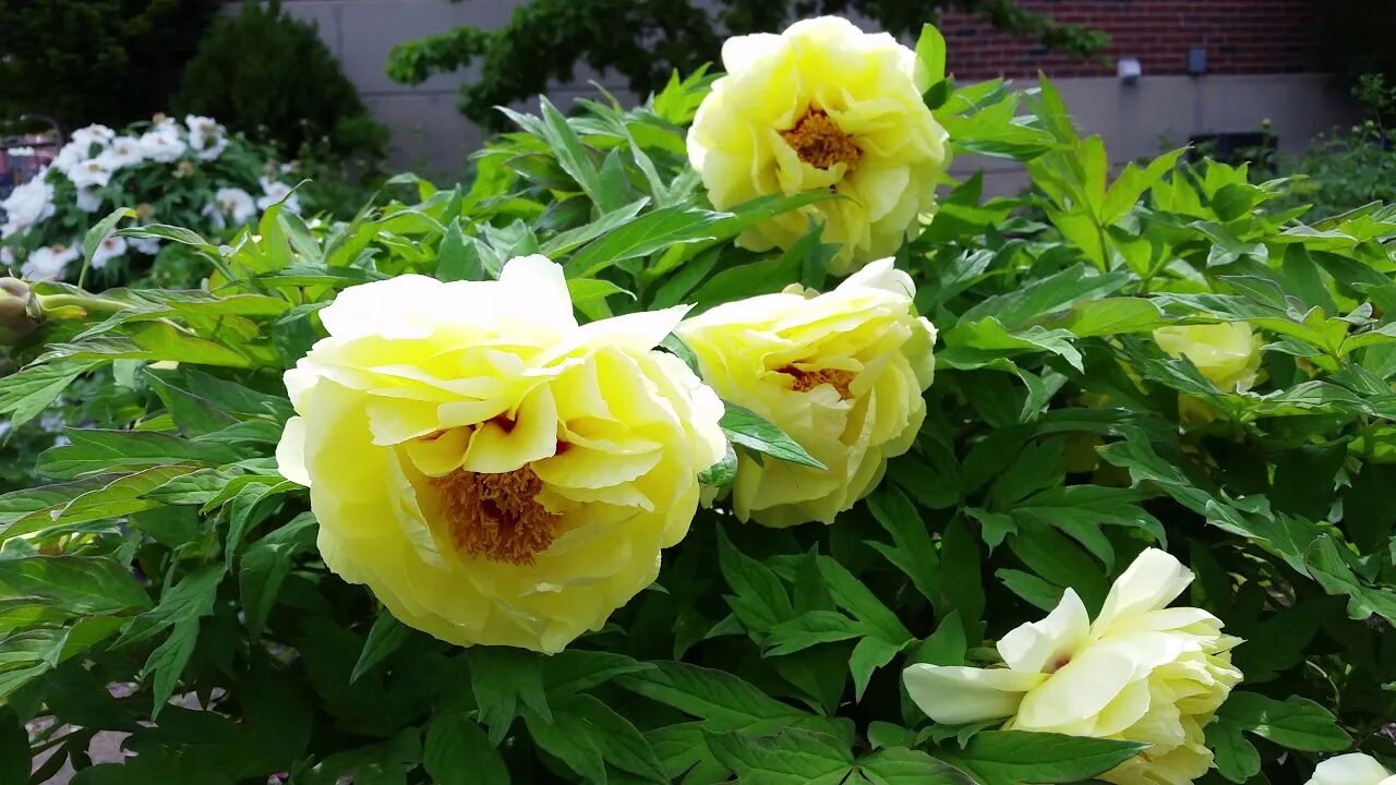Пион золото поднебесной фото Tree Peony Flowers - High Noon - YouTube