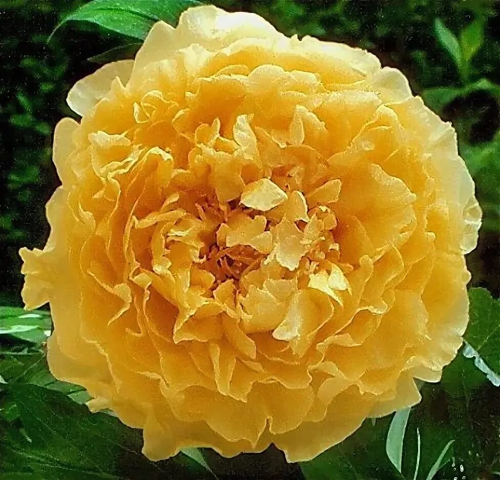 Пион золото поднебесной фото "ALICE HARDING' Breeder: Victor Lemoine, France (Peony Lutea Hybrid) Tree Peony 